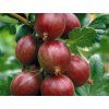 Egreš Hinnonmaki Rot, červený, kerový 2l  Ribes Hinnonmaki Rot