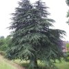 cedrus