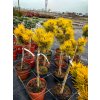 Pinus Mugo Borovica CARSTEN S WINTERGOLD ockovana na kmeni