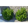 Vavrínovec lekársky Caucasica, výška 30/50 cm, v črepníku 2l  Prunus lauroc. Caucasica