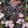 sambucus nigra