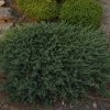 juniperus