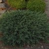 juniperus