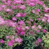 spiraea (1)