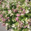 spiraea