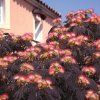albizia