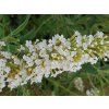 Budleja dav. White Profusion, v črepníku 2l