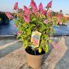 Budleja dávidova Candy Little Pink, v črepníku 2l