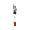 Myrta krepová Rhapsody Pink, v črepníku 9l