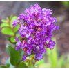 Myrta krepová Purple Magic, v črepníku 9l