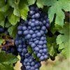 Vinič modrý Boskoop Glory, v črepníku P15