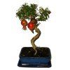 bonsai pinus halepensis 737 737y 3526 18974