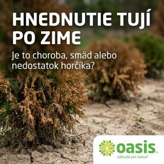 Všimli ste si po zime hnedé vetvičky na vašich tujách? Nepanikárte, nemusí ísť o chorobu. Poradíme vám, ako rozoznať sucho...