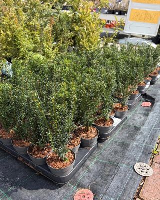 Jar je tu a príroda sa prebúdza do krásy! V záhradnom centre Oasis nájdete všetko, čo potrebujete na oživenie vašej...