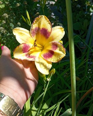 Ľaliovky (Hemerocallis) – Nenáročné kráľovné záhrad ​Hľadáte trvalku, ktorá vás odmení bohatým kvitnutím a minimálnou...