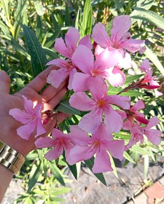 🌸 Kráľ stredomorských terás: Oleandre na kmienku aj v kríčkovej forme! ​Túžite po pravej atmosfére slnečného Stredomoria u...