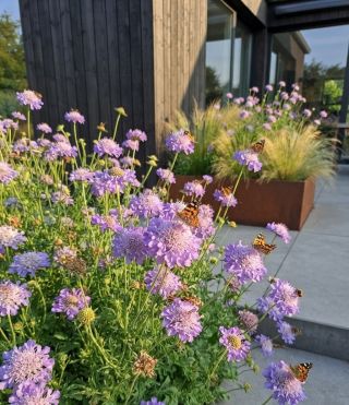 ​💜 Romantická duša záhrady: Hlaváč (Scabiosa) 💜 ​Jemné, nadýchané kvety v krásnych fialových tónoch, ktoré milujú motýle!...
