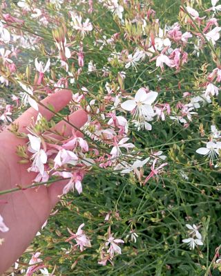 Gaura (Gaura lindheimeri) – Vzdušná krása pre váš záhon ​Hľadáte rastlinu, ktorá dodá vašej záhrade ľahkosť, eleganciu a...