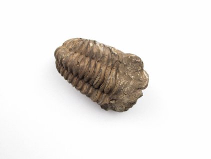 Trilobit