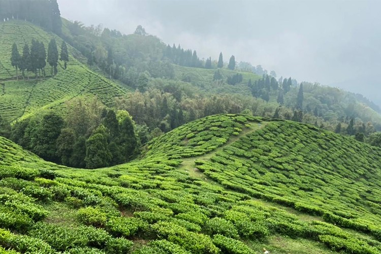 Hory, hlína, mlha a chlad: Jak prostředí utváří chuť čaje