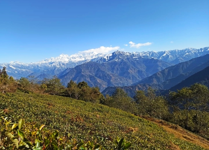 Kalapani Tea Estate