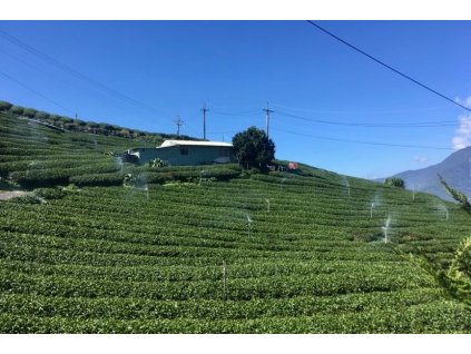 Formosa Wild Garden Gao Shan Oolong