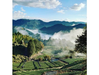 2020 Sencha Saeakari