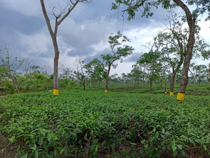 Assam Nahorhabi Special FTGFOP-1