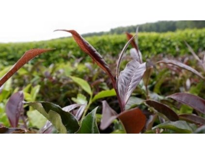Kenya Purple Green Tea