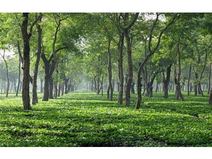 Assam Dikom STGFOP-1 2025