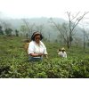 Sběr čaje na zahradě Goomtee