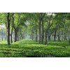 Assam Hajua STGFOP-1 2025