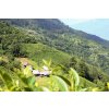 Nepal Pathiwara Black Forest First Flush 2019