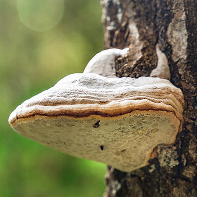 Chaga - Rezavec šikmý