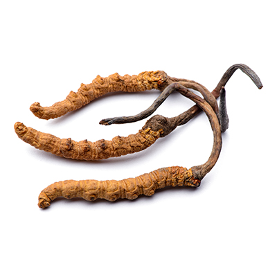 Cordyceps - Housenice čínská