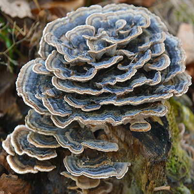 Coriolus - Outkovka pestrá