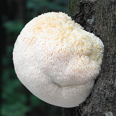 Hericium - Korálovec ježatý