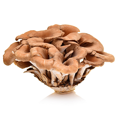 Maitake - Trsnatec lupenitý
