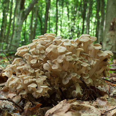 Polyporus - Choroš oříš