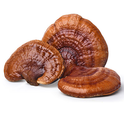 Reishi - Ganoderma lucidum