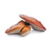 obchodcinskemediciny Reishi 50% polysacharidu leciva houba obrazek
