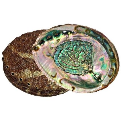 3565 3 abalone green musle k vykurovani extra kvalita 13 15 cm