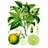 BERGAMOT BIO esenciální olej 5ml