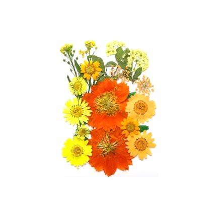 Sušené květiny SADA HAR-383 arch 105x150mm