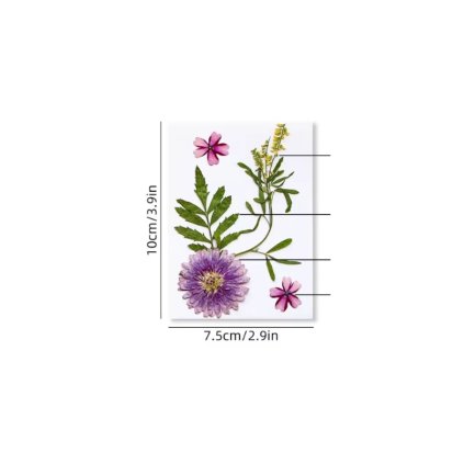Sušené květiny SADA HAR-3723 arch 100x75mm