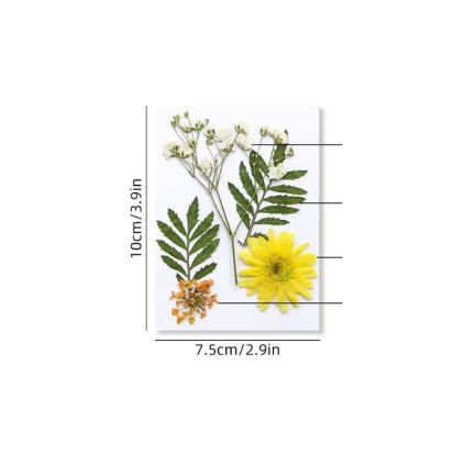 Sušené květiny SADA HAR-372 arch 100x75mm