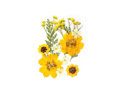 Sušené květiny SADA HAR-330 arch 120x80mm