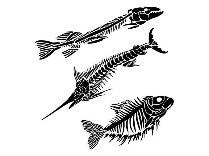 sablona 12 x12 30 5 x 30 5 cm fish fossils