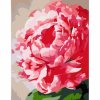 malovani podle cisel rosa 652 kvetina 28795