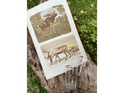 LITOGRAFIE ZOOLOGIE JELEN SOB LOS